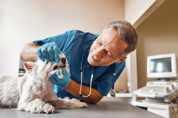 Best Urgent Tooth Repair  in South Milwaukee, WI